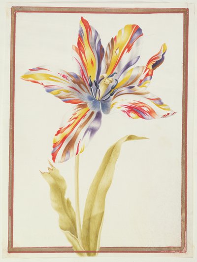 PD.109-1973.f19 Une tulipe 